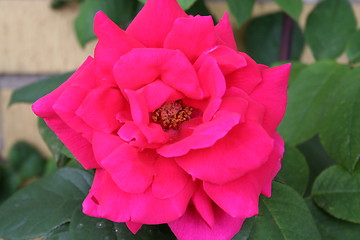 Image showing Red rose with lovely middle