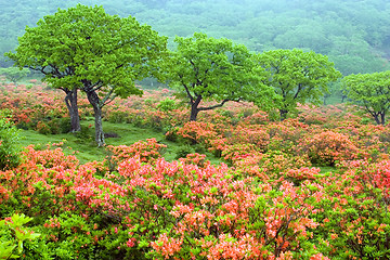 Image showing Field of Rhododendrons