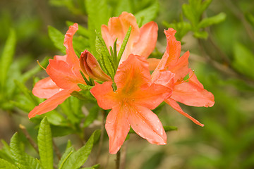 Image showing Rhododendron Japonicum