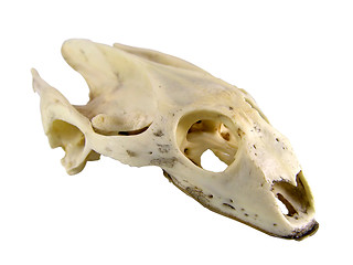 Image showing Turtle skull