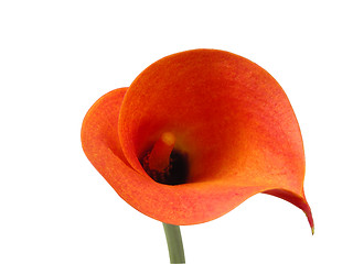 Image showing Calla clipping path