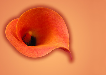 Image showing Orange symphony