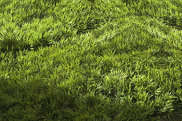 Image showing grass