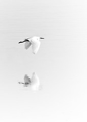 Image showing White egret flies over pond 