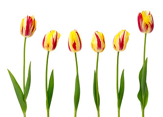 Image showing Set of yellow and red tulips