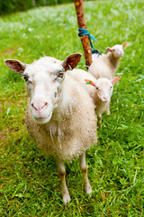 Image showing Sheep