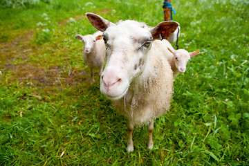 Image showing Sheep