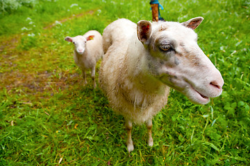 Image showing Sheep