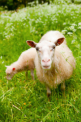 Image showing Sheep