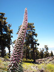 Image showing Unique mountain plant