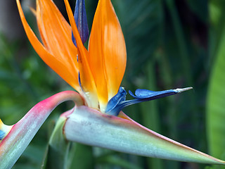 Image showing Bird of Paradise Flower