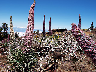 Image showing Wildprets Echium