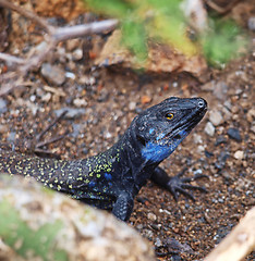 Image showing Canary Gecko