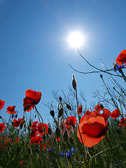 Image showing Poppy field with sun