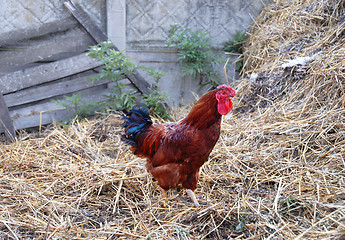 Image showing Cockerel in rustic farm yard