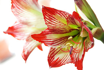 Image showing Lily flower