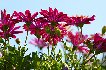 Image showing Pink daisy flowers