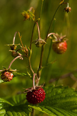 Image showing Wild strawberry