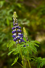 Image showing lupinus