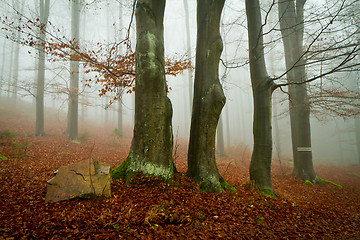 Image showing misty forest