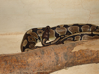 Image showing Snakes