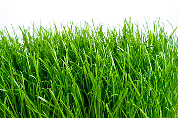 Image showing green grass