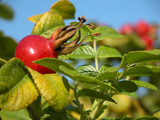 Image showing Rosa canina