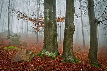 Image showing misty forest