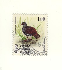 Image showing stamp from sri lanka