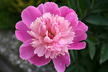 Image showing Lovely pink peony with raindrops