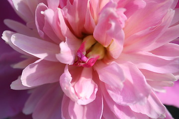 Image showing Close-up of wonderful peony