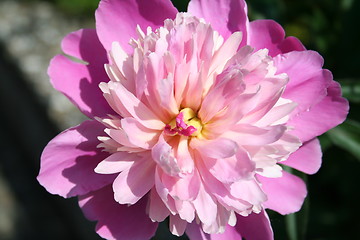 Image showing Isolated peony in different kind of pink colours