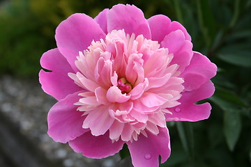 Image showing Beautiful peony