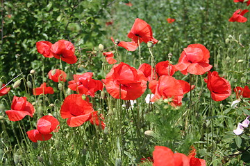 Image showing Poppy field