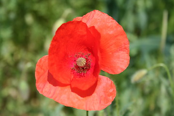 Image showing Isolated poppy