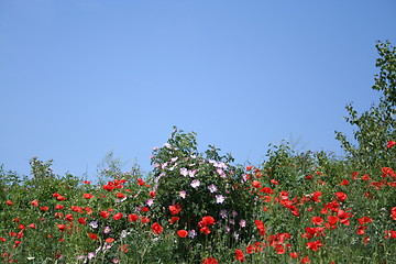 Image showing A field of poppies and roses