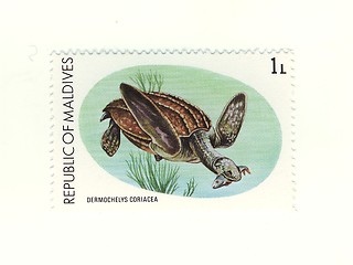 Image showing stamp from maldives