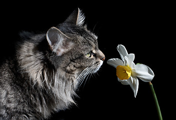 Image showing Cat and Narcissus