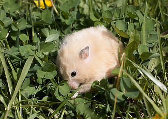 Image showing Hamsteron the lawn