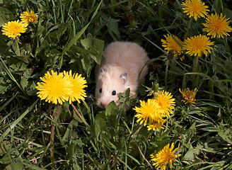 Image showing Hamster on the dandelyon lawn