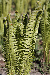 Image showing Fern sprouts