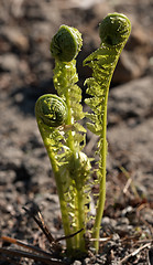 Image showing Fern sprouts