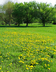 Image showing Dandelion meadow