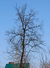 Image showing Spring leafless