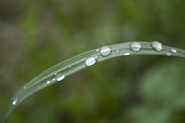 Image showing Water drops on a grass