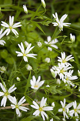 Image showing White Camomiles