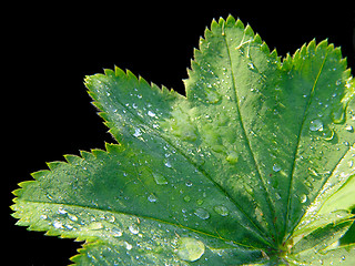 Image showing Alchemilla pratensis