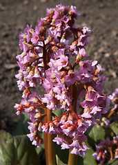 Image showing Bergenia crassifolia