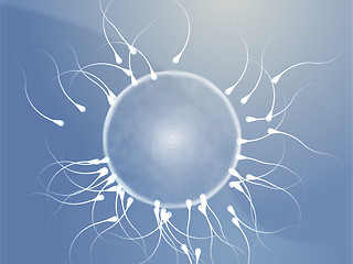 Image showing Human egg cell fertilization