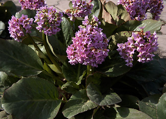 Image showing Bergenia crassifolia